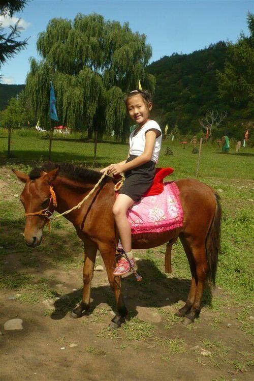 张掖纯种矮马养殖厂家厂家供应宠物德保矮马