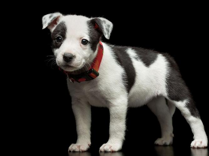 可爱的小狗,黑白色 壁纸 - 1024x768