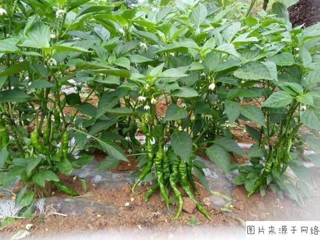 辣椒种植怎么可以提高产量?