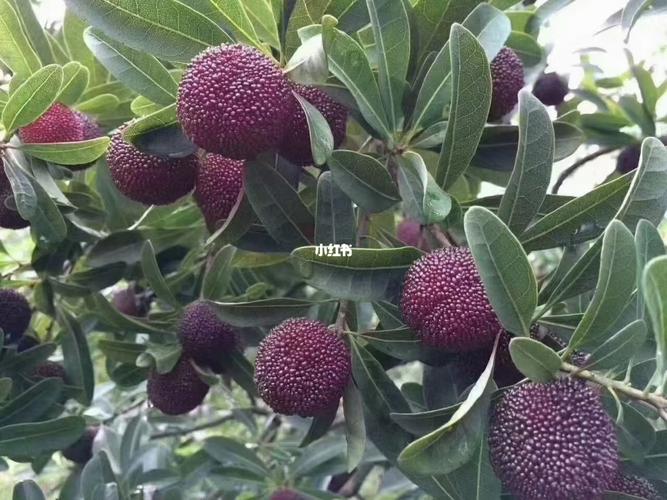 苏州东山乌紫杨梅要来啦91_杨梅_东山景区-苏州灵源