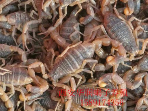头蜈蚣市场蜈蚣养殖成本与收益蜈蚣养殖加盟  作为一种贵重商品蝎子可