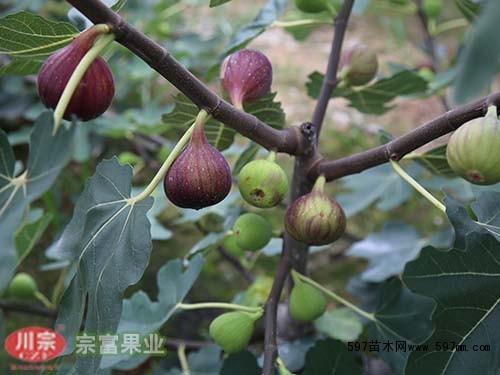 【宗富无花果苗基地】