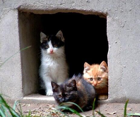流浪猫为救幼崽,哀鸣求食,好心人一饭之恩,竟引它舍命