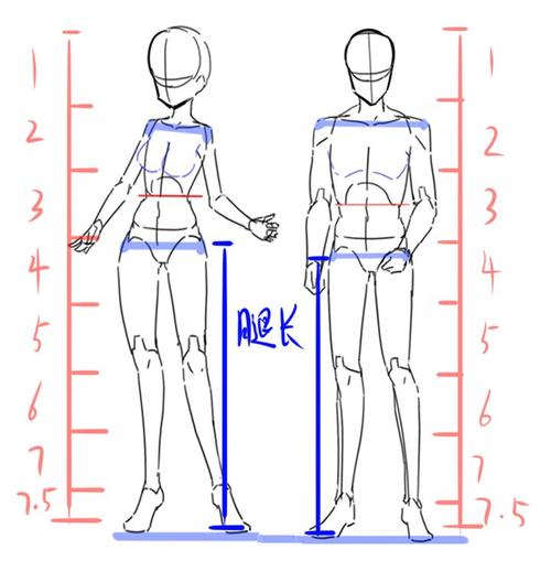 男女个不同二次元人体的头身比例