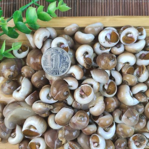 大连海鲜田螺野生沙螺鲜活大香螺肚脐螺扁玉螺新鲜海螺红腚猫眼螺