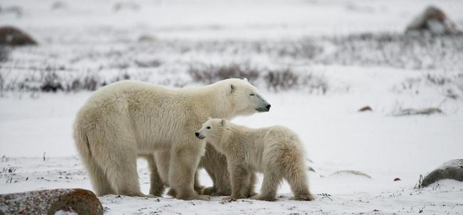 一只骨瘦如柴的北极熊,翻垃圾桶觅食,人类为什么不能给它投食?