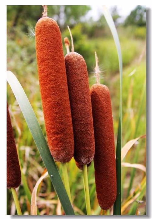 毛蜡烛泡白酒能吃吗?