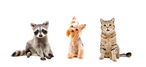 关键词:三只可爱的动物素材下载,三只可爱的动物图片下载,小狗,树獭