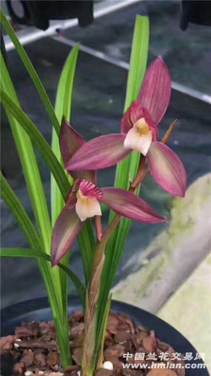 春剑紫荷素仔母苗