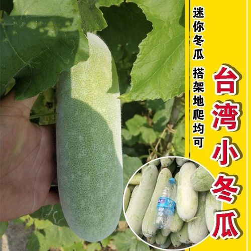 台湾迷你小冬瓜种子早熟高产抗病粉皮小冬瓜种籽四季
