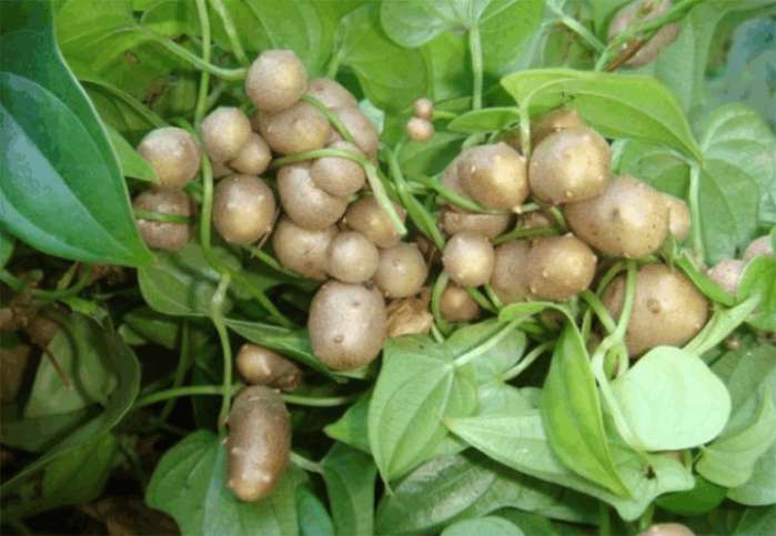 农村烂掉都没人要的食材, 能补肾壮阳, 还可以延年益寿