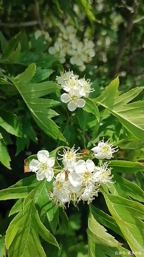 五月胶东山楂花也漂亮