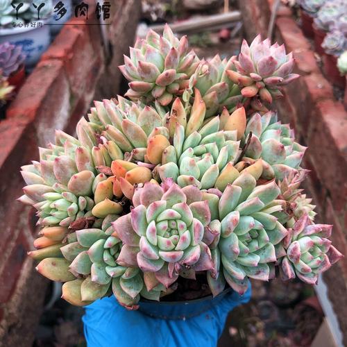 霜花多肉植物多头群生老桩精品小贵货包邮室内绿植