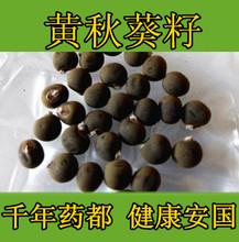 安国福德祥 大货供应 黄秋葵籽 黄秋葵子榨油 用途广泛