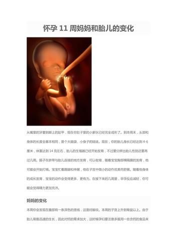 怀孕11周妈妈和胎儿的变化
