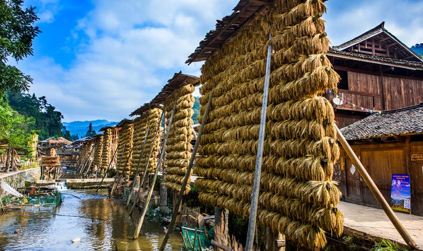 组照8幅《占里侗寨禾晾美如画》