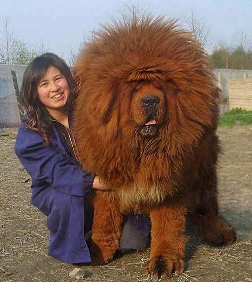藏獒图片大全图片
