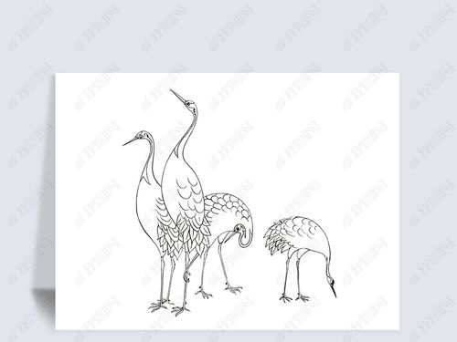 手绘线描素描鹤插画cdr矢量图