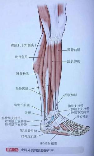 小腿外侧骨筋膜鞘内有2块肌肉:腓骨长肌和腓骨短肌.