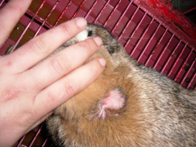 我家兔子生病了,这是兔子的照片.懂的进来.