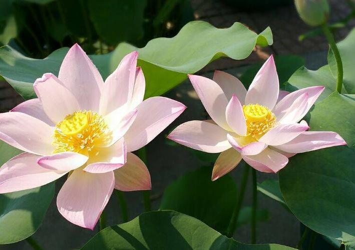粉白的莲花正在开放.