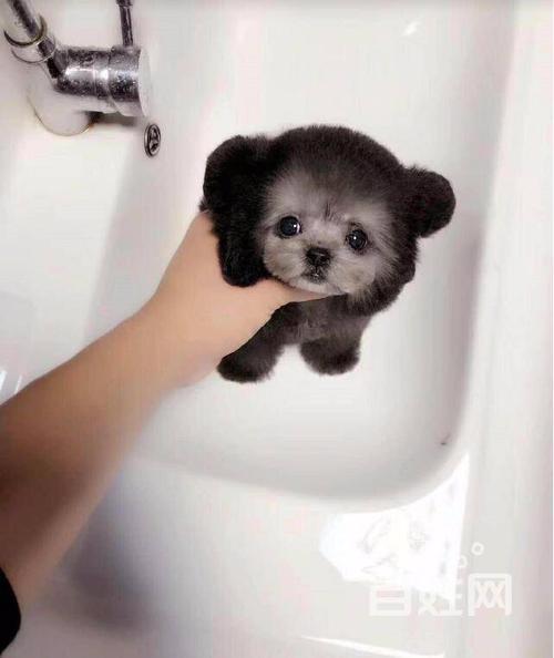 邯郸泰迪多少钱一只 泰迪价格 茶杯犬泰迪 泰迪狗