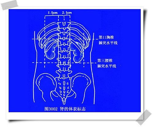肾的体表标志(图)