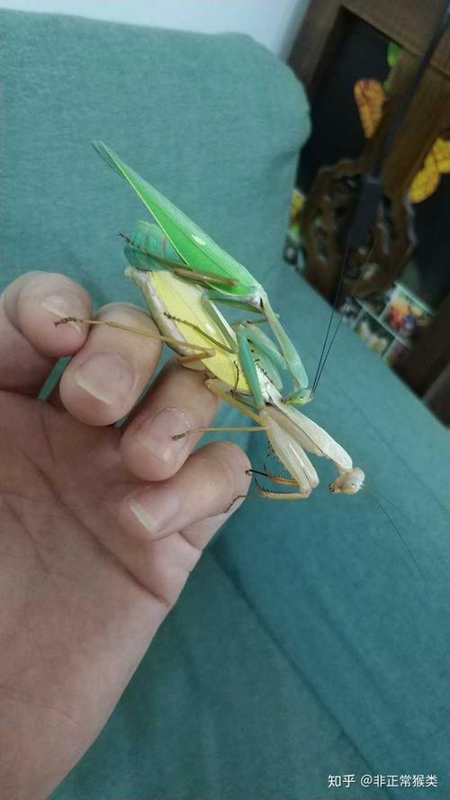 养螳螂是种怎样的体验