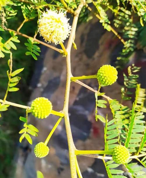 生长在堤壁上的银合欢树