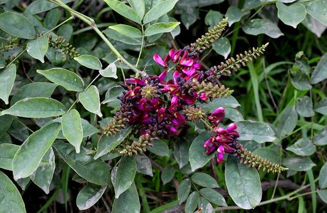 农村这植物叫"鸡血藤",对于女性身体有帮助,遇见请珍惜