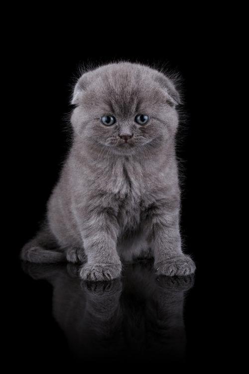 灰色猫咪图片高清特写