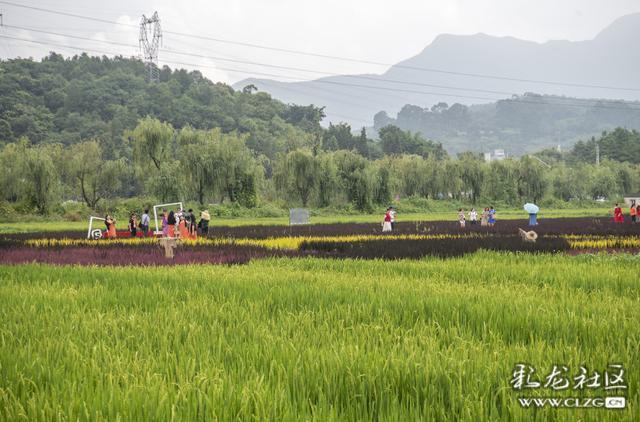 牧羊村隶属于安宁市温泉街道,位于螳螂川左岸,依山傍水,景色秀丽.