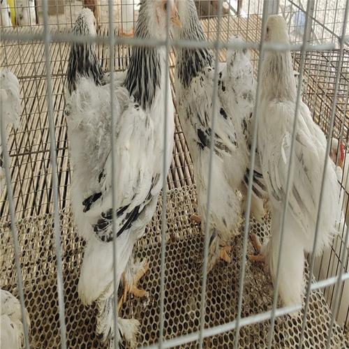 土鸡婆罗门鸡高质量大型散养婆罗门鸡种鸡婆罗门鸡