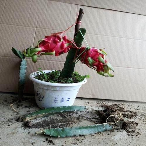 揭秘火龙果盆栽假象