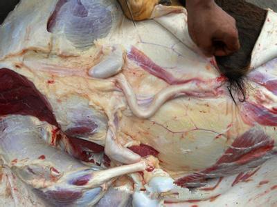 新鲜黄牛鞭 鲜牛睾丸/新鲜牛鞭带睾丸(牛蛋,牛外腰)