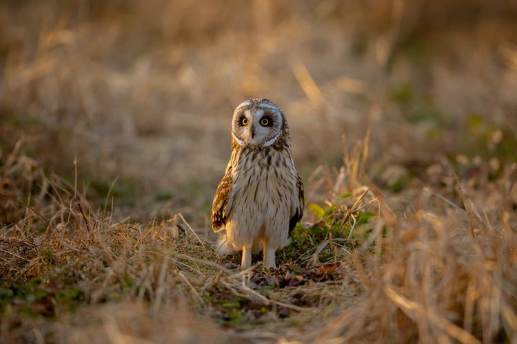 短耳鸮,车上拍摄,原画幅直出