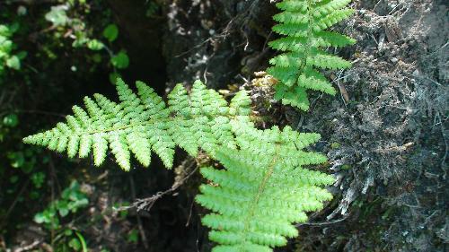christ)是鳞毛蕨科,玉龙蕨属小型草本蕨类植物,植株高20厘米,鳞片初为