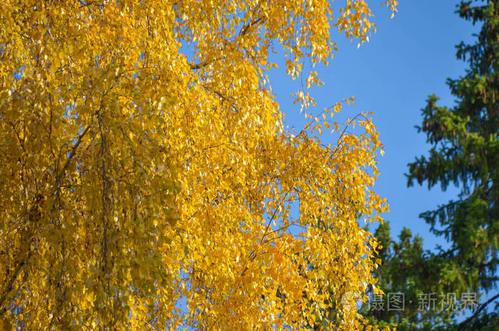 明亮的黄色桦树叶子在蓝天背景在秋天森林