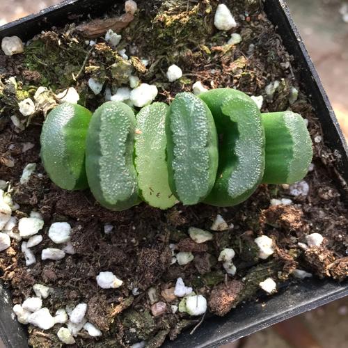 十二卷大型m玉扇迷你盆栽实拍多肉植物大窗美纹特价大m玉扇万象