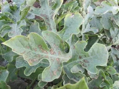 西瓜常见的8种病害,附高清图片 防治妙招—绿升原无毒