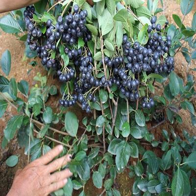 黑果花楸4年到5年生苗