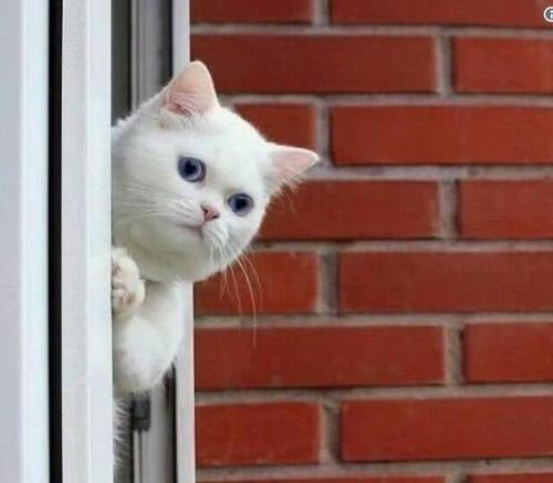 偷瞄一下隔壁小花.