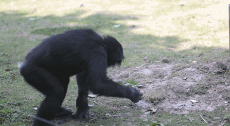 上海野生动物园黑猩猩gif动图_动态图_表情包下载_soo