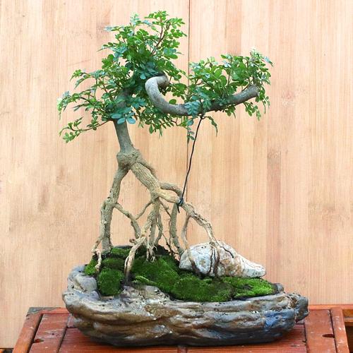 清香木造型小盆栽老桩植物室内四季常青悬崖提根园艺花卉绿植盆景