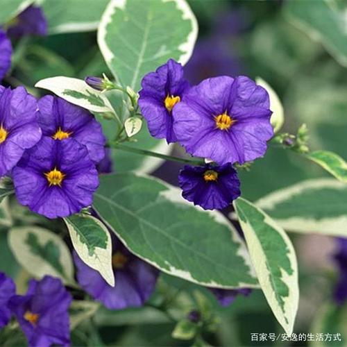 蓝花茄的养护方法