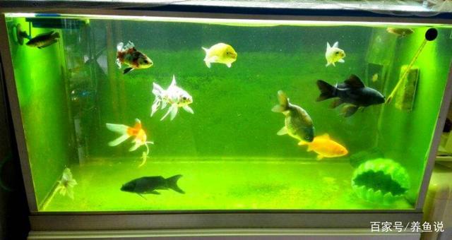 鱼缸变绿水是好是坏,揭开鱼缸绿水的面纱,绿水对观赏