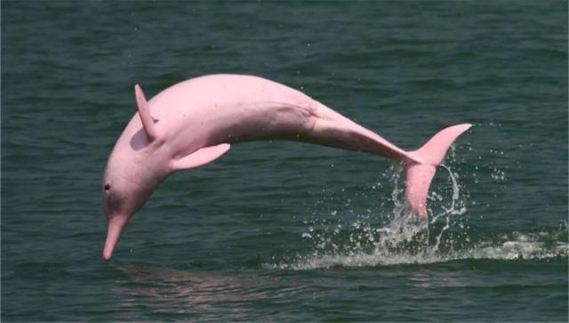 亚马逊河豚也有很多颜色,其中有一种粉红色十分漂亮显眼,也因此很出名