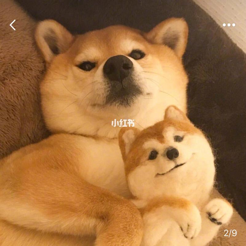 分享可爱的柴犬07 可以用来当情侣头像 07ootd 好朋友之间也可以