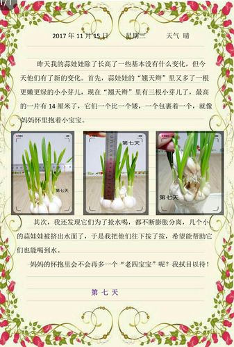 大蒜观察日记 ——白色蒲公英中队小伞兵 彭宇桐