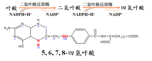 (一)四氢叶酸是叶酸的活性形式
